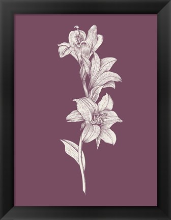 Framed Lily Purple Flower Print