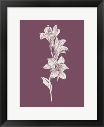 Framed Lily Purple Flower Print