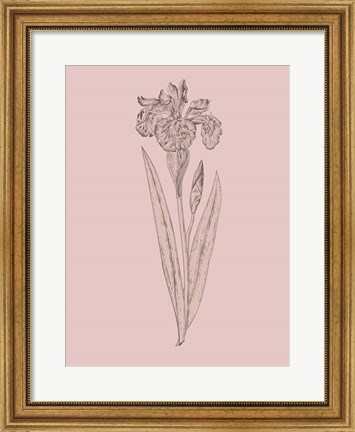Framed Iris Blush Pink Flower Print