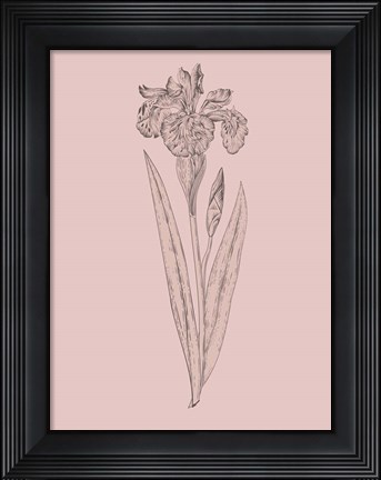 Framed Iris Blush Pink Flower Print