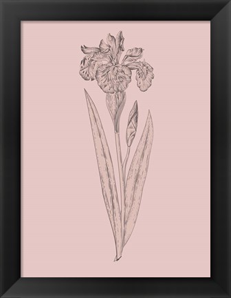 Framed Iris Blush Pink Flower Print