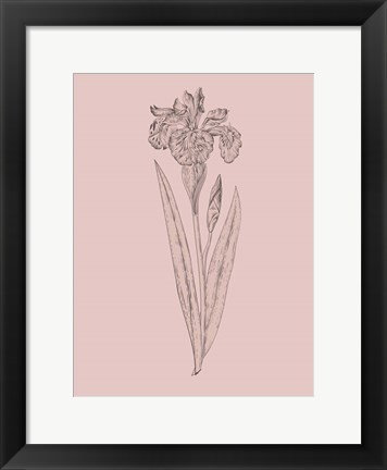 Framed Iris Blush Pink Flower Print