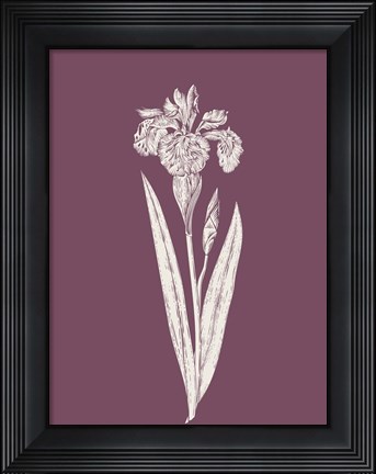 Framed Iris Purple Flower Print
