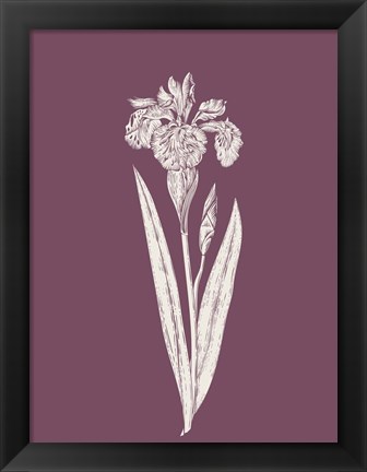 Framed Iris Purple Flower Print
