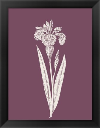 Framed Iris Purple Flower Print