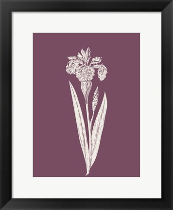 Framed Iris Purple Flower Print