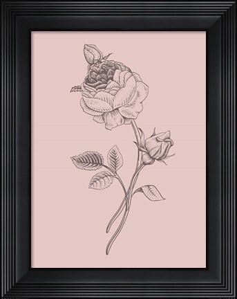 Framed Rose Blush Pink Flower Print