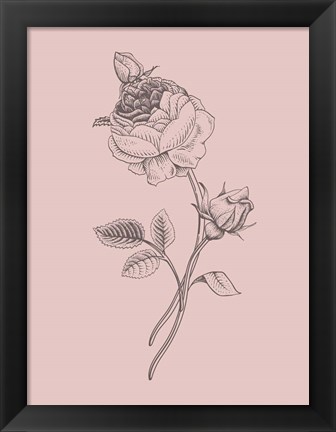 Framed Rose Blush Pink Flower Print