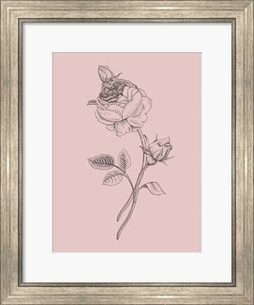 Framed Rose Blush Pink Flower Print