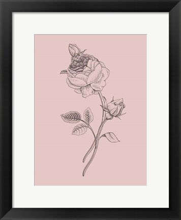 Framed Rose Blush Pink Flower Print