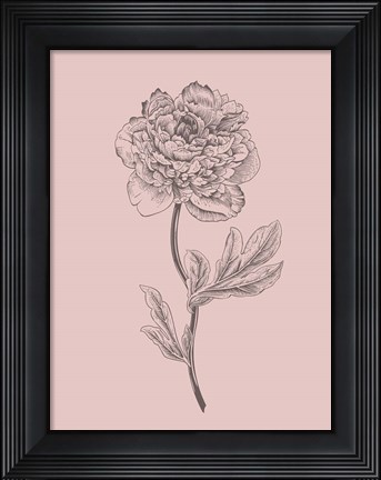 Framed Peony Blush Pink Flower Print