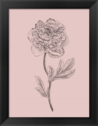 Framed Peony Blush Pink Flower Print