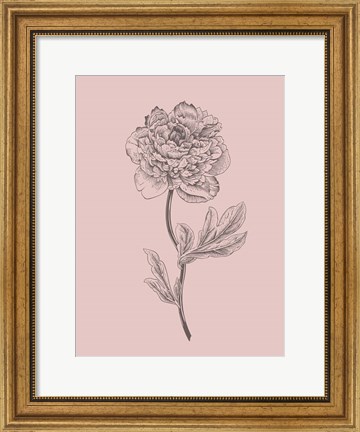 Framed Peony Blush Pink Flower Print