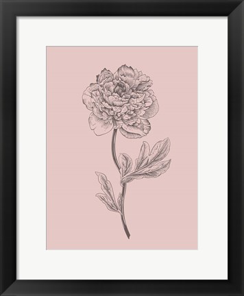 Framed Peony Blush Pink Flower Print