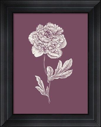 Framed Peony Purple Flower Print