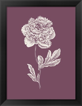Framed Peony Purple Flower Print