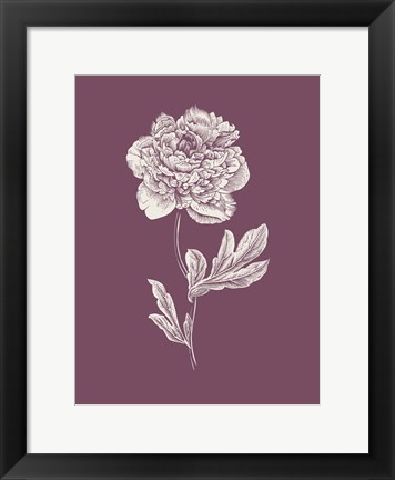 Framed Peony Purple Flower Print