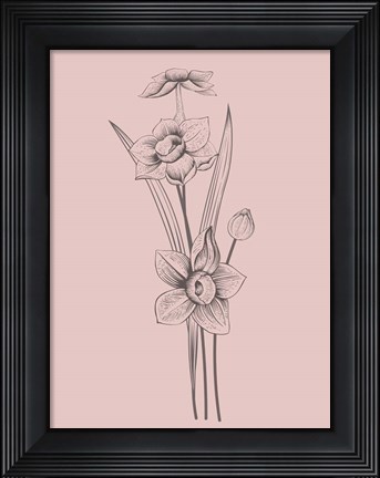 Framed Narcissus Blush Pink Flower Print