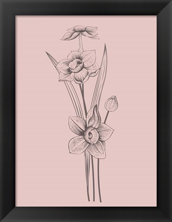 Framed Narcissus Blush Pink Flower Print