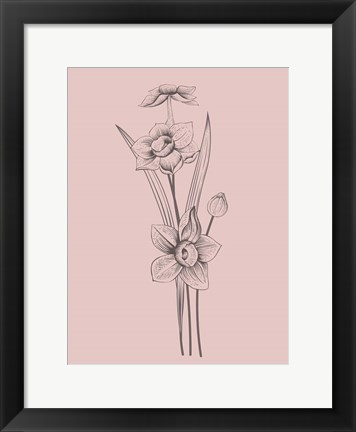 Framed Narcissus Blush Pink Flower Print