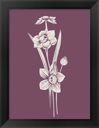 Framed Narcissus Purple Flower Print