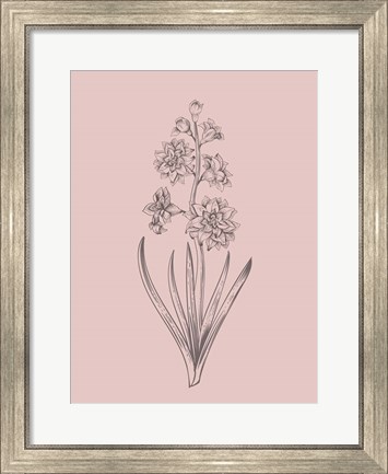 Framed Hyacinth Blush Pink Flower Print