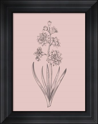 Framed Hyacinth Blush Pink Flower Print