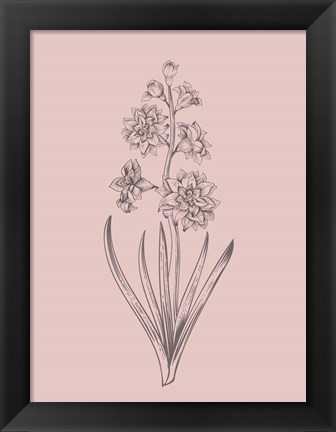 Framed Hyacinth Blush Pink Flower Print