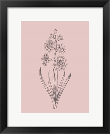 Framed Hyacinth Blush Pink Flower Print