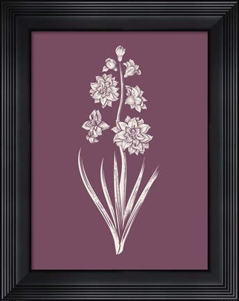 Framed Hyacinth Purple Flower Print