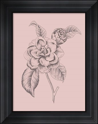 Framed Camelia Blush Pink Flower Print