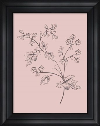 Framed Phacelia Blush Pink Flower Print