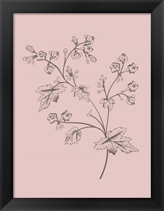 Framed Phacelia Blush Pink Flower Print