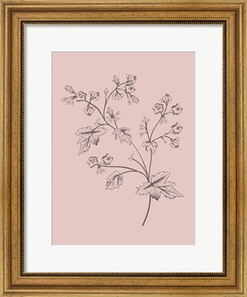 Framed Phacelia Blush Pink Flower Print