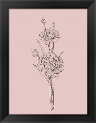 Framed Carnation Blush Pink Flower Print