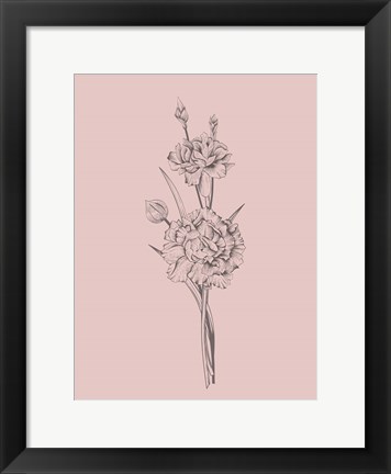 Framed Carnation Blush Pink Flower Print