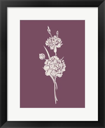 Framed Carnation Purple Flower Print