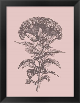 Framed Celosia Blush Pink Flower Print