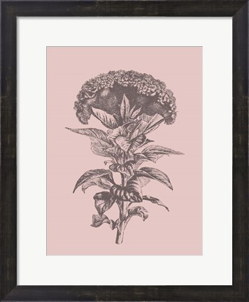 Framed Celosia Blush Pink Flower Print