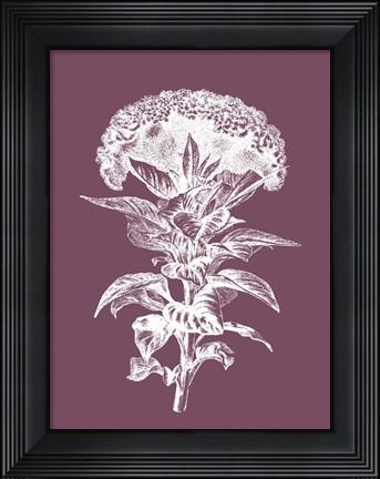 Framed Celosia Purple Flower Print