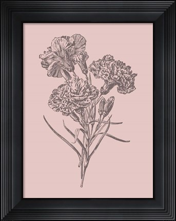 Framed Carnations Bush Pink Flower Print