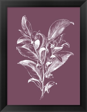 Framed Visnea Mocanera Purple Flower Print