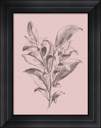 Framed Visnea Mocanera Blush Pink Flower Print