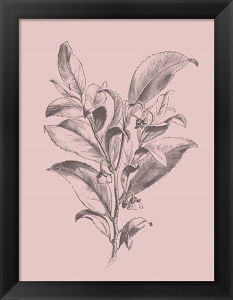 Framed Visnea Mocanera Blush Pink Flower Print