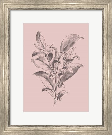Framed Visnea Mocanera Blush Pink Flower Print