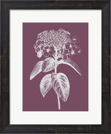 Framed Viburnum Blush Purple Flower Print