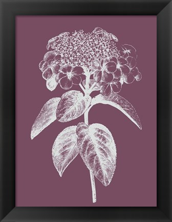 Framed Viburnum Blush Purple Flower Print