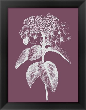 Framed Viburnum Blush Purple Flower Print