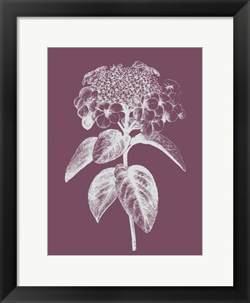 Framed Viburnum Blush Purple Flower Print