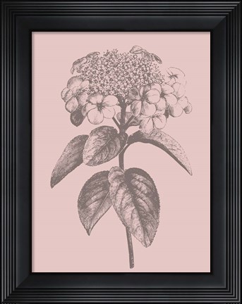 Framed Viburnum Blush Pink Flower Print